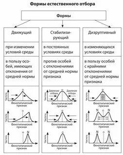 Примеры разных форм отбора в природе Заполните таблицу формы естественного отбора