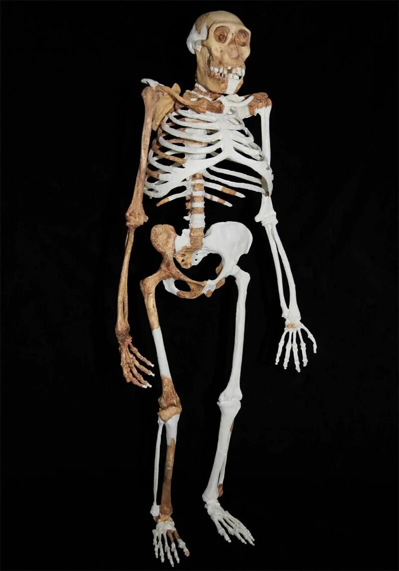 Руки австралопитека. Арди (ардипитек). Скелет ardipithecus ramidus (арди). Люси первый австралопитек. Скелет австралопитека и человека.