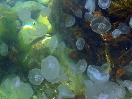 Медузы в черном море у берега