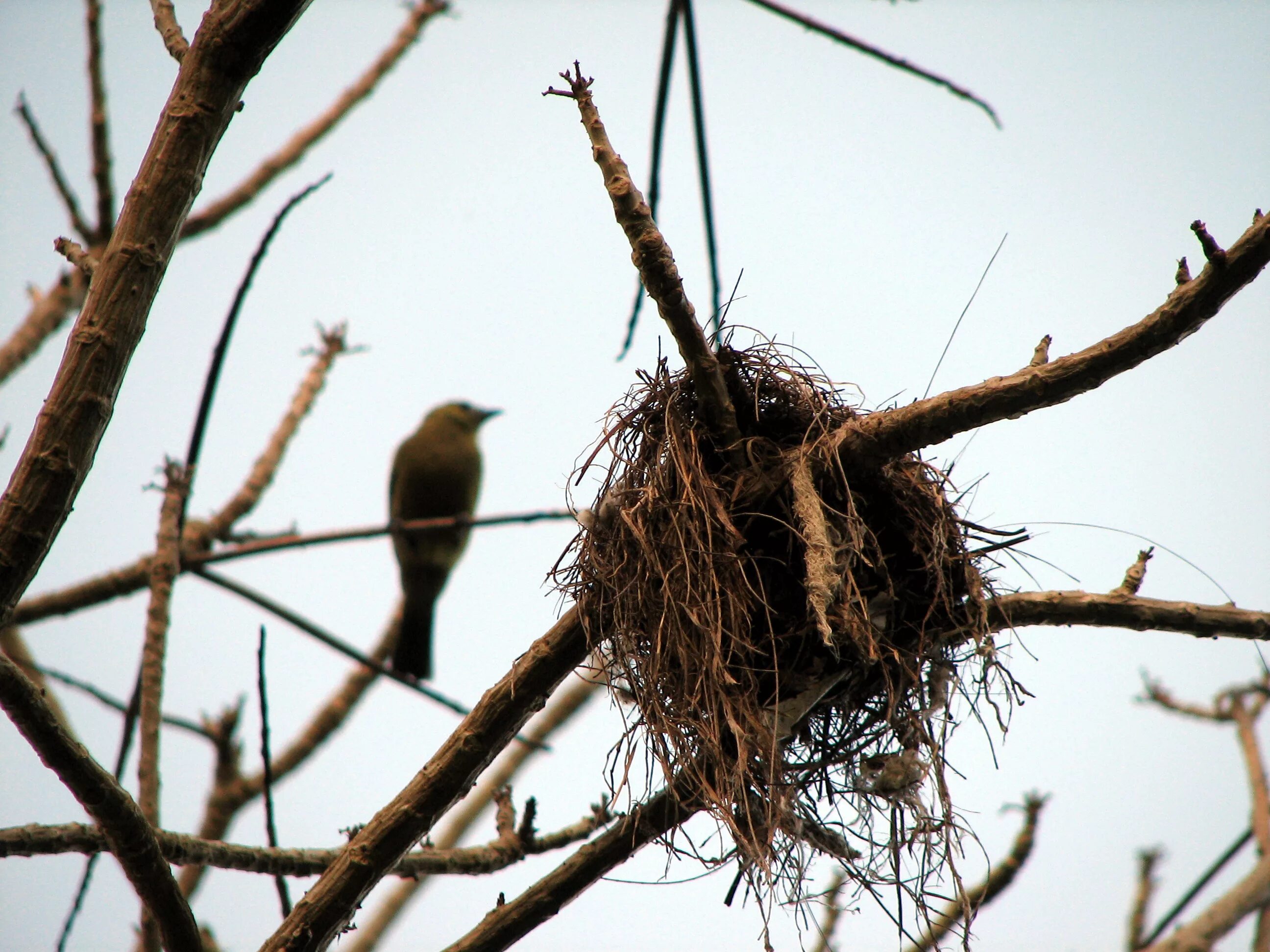Птичьи гнезда на деревьях. Ронжа гнездо. Гнездо на дереве. Гнездо для птиц.. Птичье гнездо на дереве.