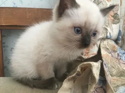 Бесплатные котята сиамская