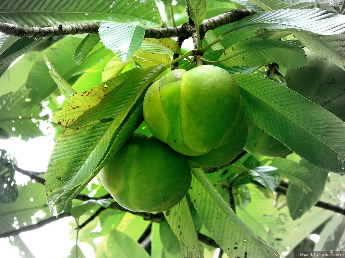 Elephant apple. Слоновое яблоко. Слоновье яблоко дерево. Индия яблоки. Слоновое яблоко Лимония.