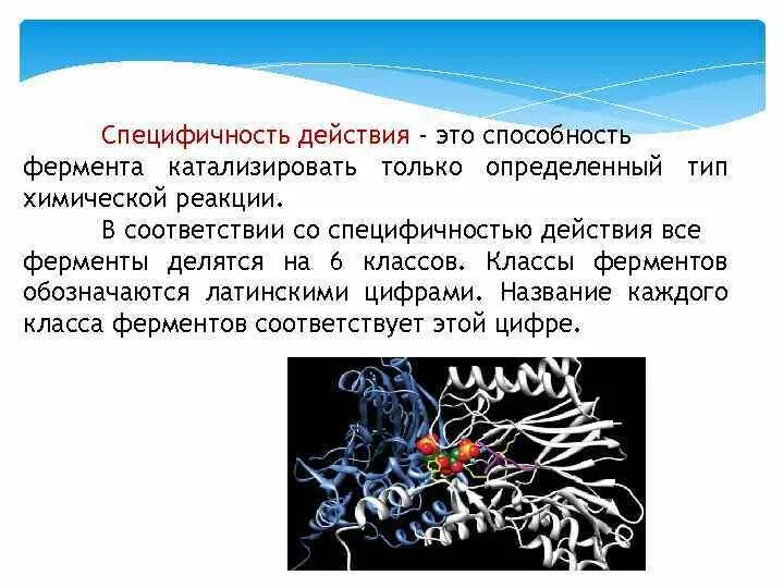 Специфичность примеры. Специфичность ферментов. Специфичность действия. Абсолютная специфичность ферментов. Специфичность ферментов биохимия.