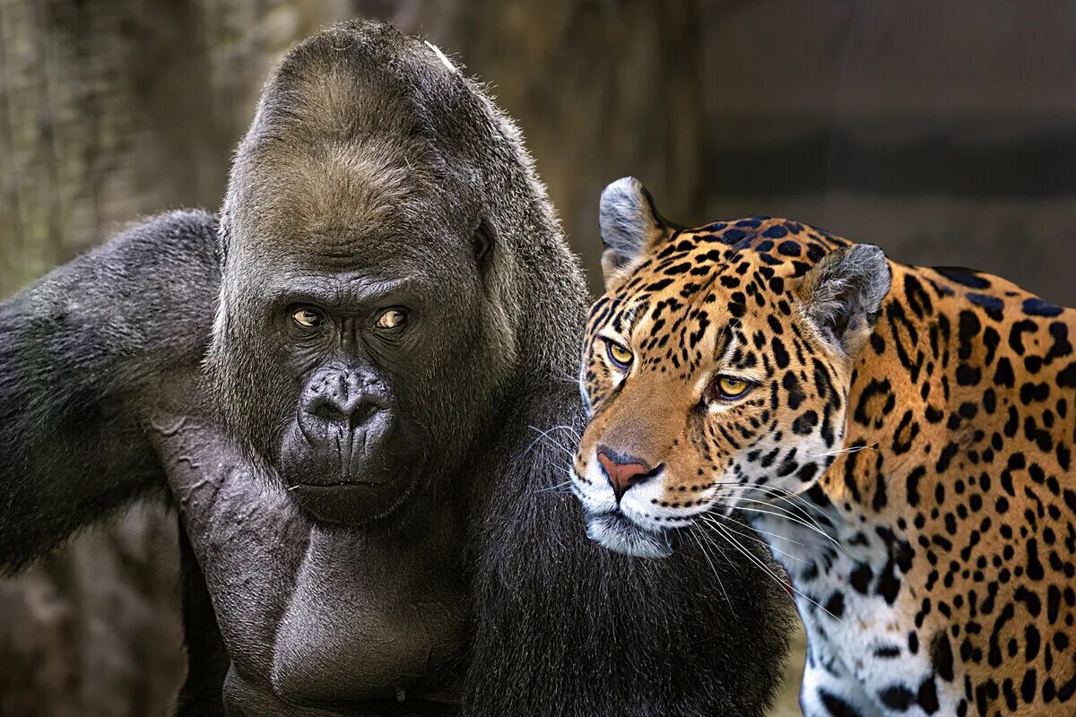 Местообитание горилл шимпанзе ленивцев леопардов ягуаров. Горилла и Ягуар. Блэк горилла. Горилла манго. Восточная горилла.