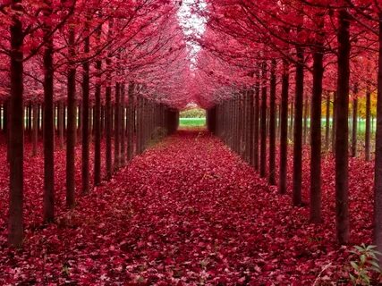 Natural red