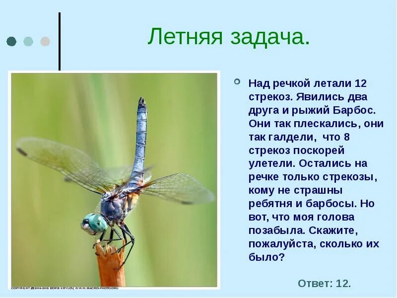 Загадка про стрекозу. Загадка про стрекозу для детей. Задачи для презентации про стрекозу. Стрекоза две Стрекозы.