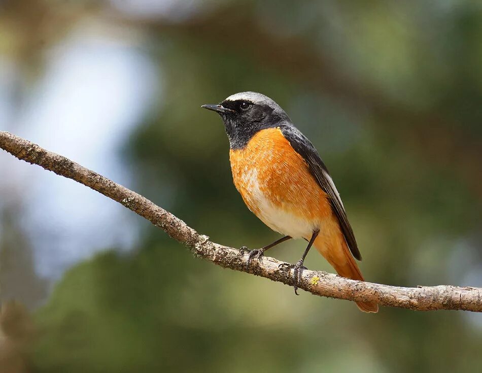 British Birds - The Robin Robin bird, Red robin bird, Bird