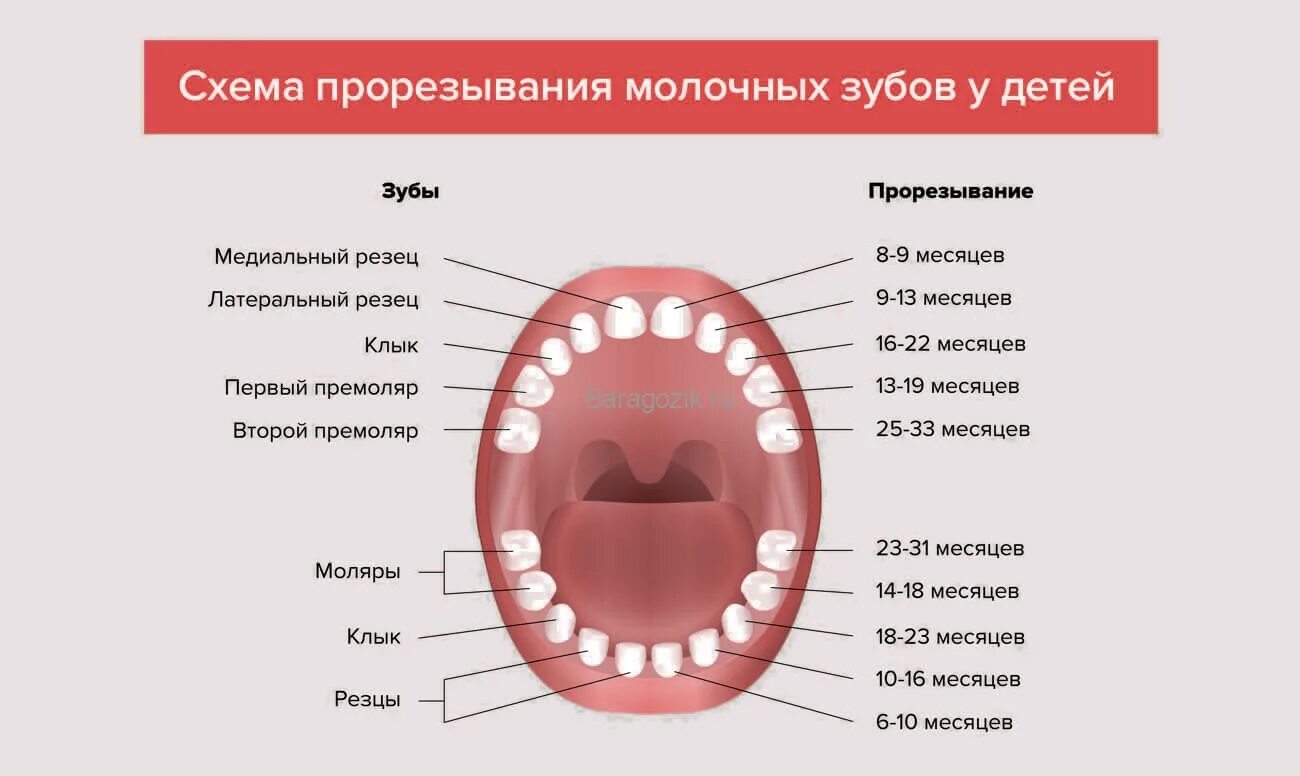 Порядок прорезывания коренных зубов. Во сколько у детей начинают резаться зубы