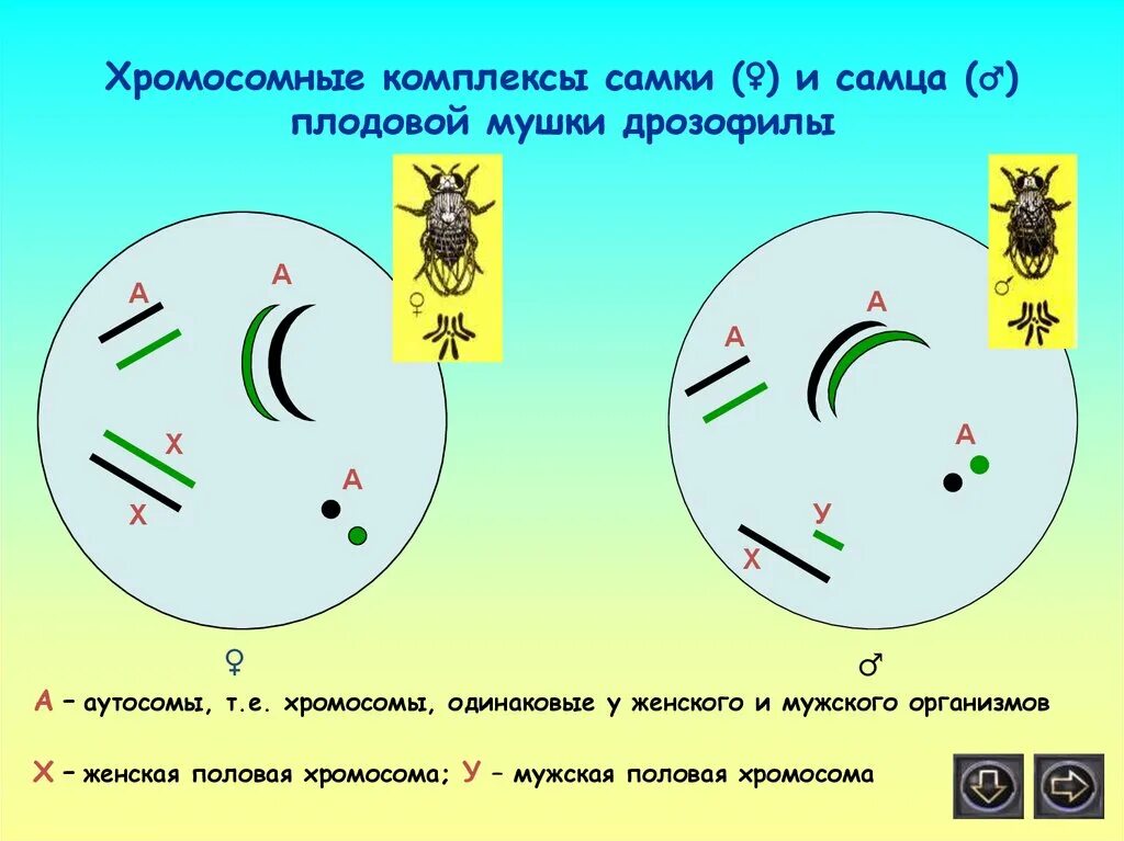 Хромосомные комплексы самки и самца у дрозофилы. Набор хромосом дрозофилы. Набор половых хромосом у дрозофилы. Половые хромосомы мухи дрозофилы.