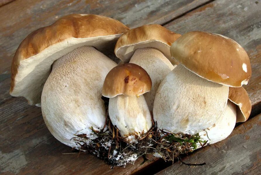 Белый гриб корень. Семейство белых грибов. Боровой белый гриб. Белые грибы семейками. Молодой белый гриб.