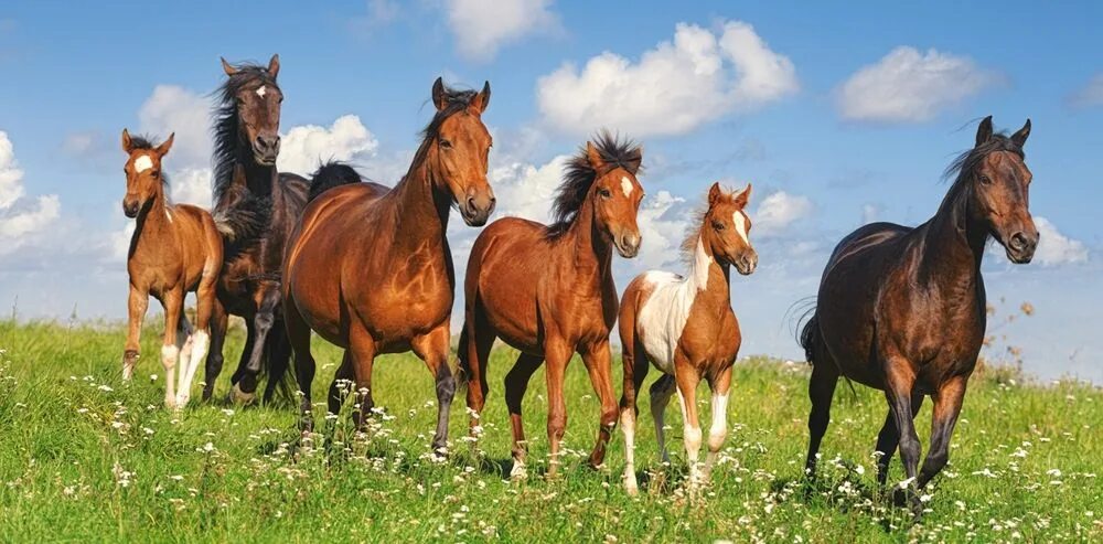 Несколько лошадок. Пазлы Касторленд лошади 4000. Пазл Castorland paso fino Herd (c-400034), 4000 дет.. Табун лошадей. Много лошадей.