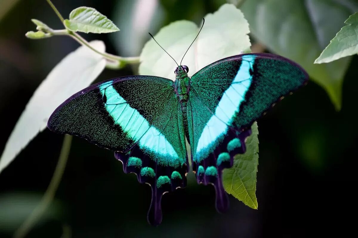 Название самых красивых бабочек. Papilio Palinurus бабочка. Парусник Палинур Papilio Palinurus. Papilio Troilus бабочка. Бабочка Палинур куколка.