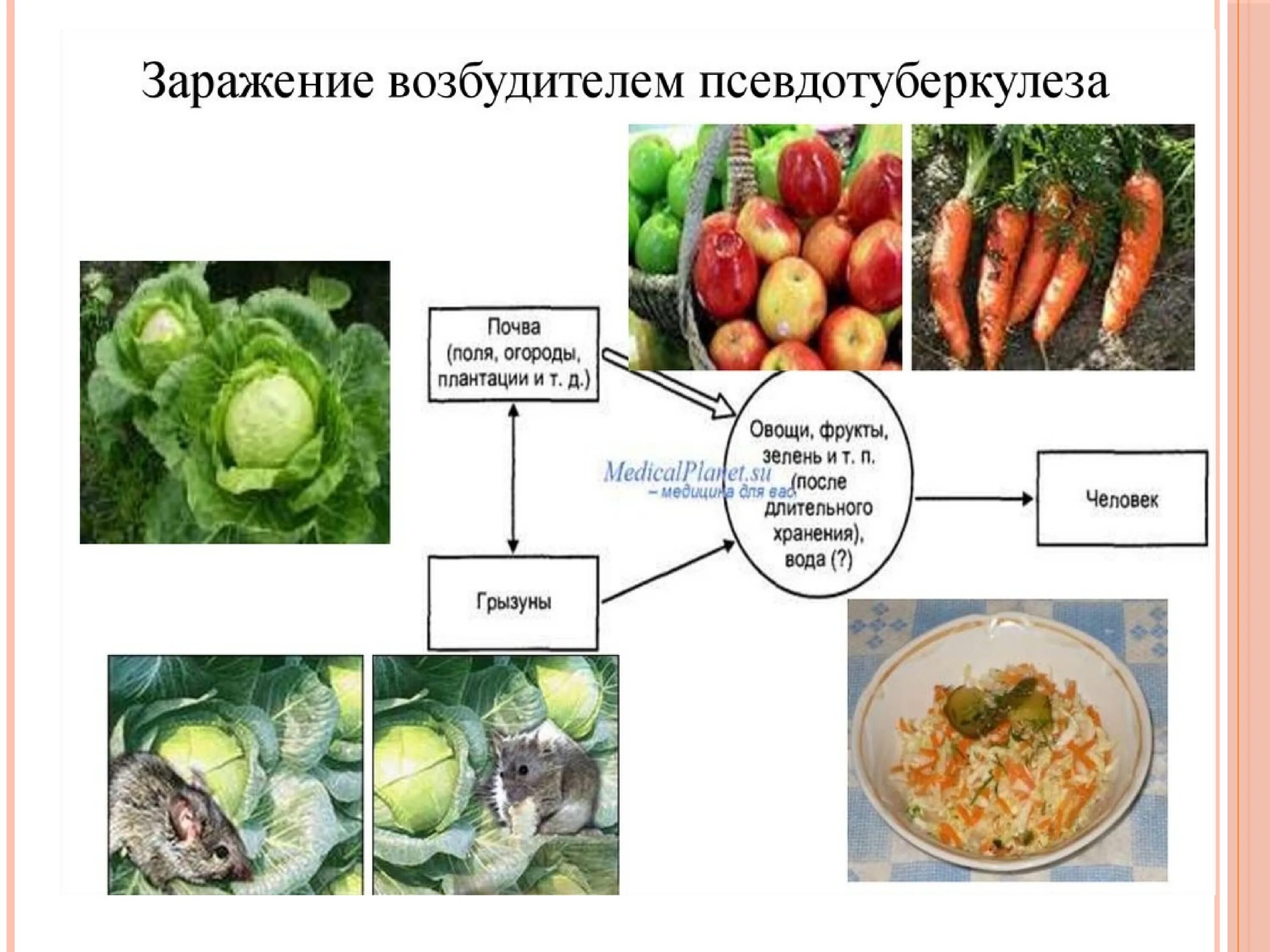 Условия заражения псевдотуберкулезом гигтест ответ. Иерсиниоз псевдотуберкулез патогенез. эпидемиология псевдотуберкулеза. пути передачи псевдотуберкулеза. пути заражения псевдотуберкулеза.