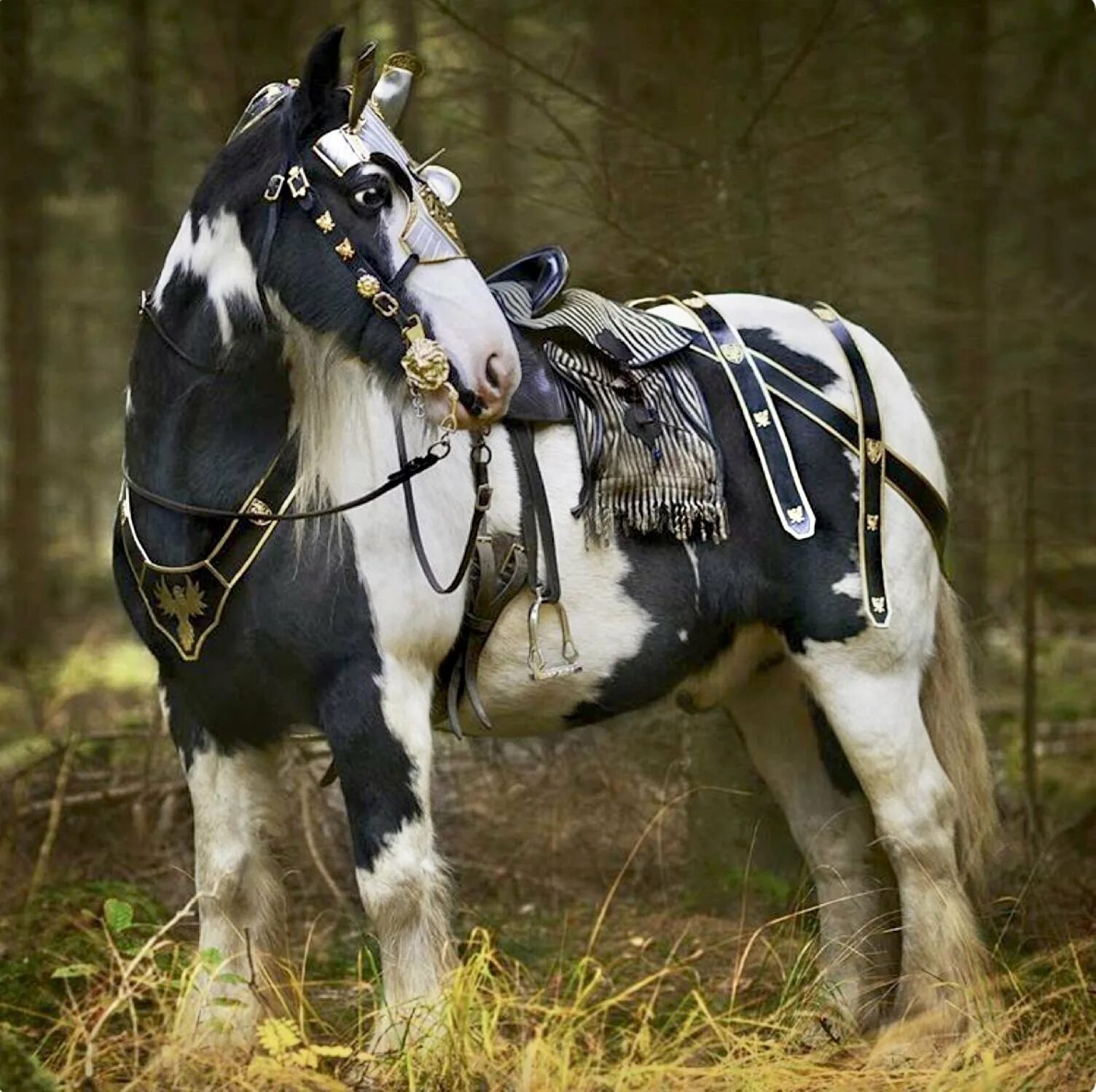 Верховая упряжь средневековья. Шайр лошадь. Лошадь упряжь броня. Лошадь породы Пинто.