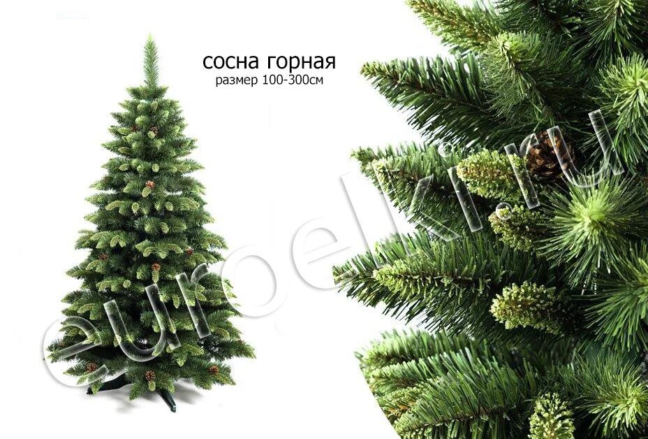 Хвойная коллекция интернет магазин саженцев каталог. Хвойная коллекция интернет магазин саженцев каталог. Хвойная подложка. Семейный питомник коллекционных хвойных растений. Акция на хвойные.