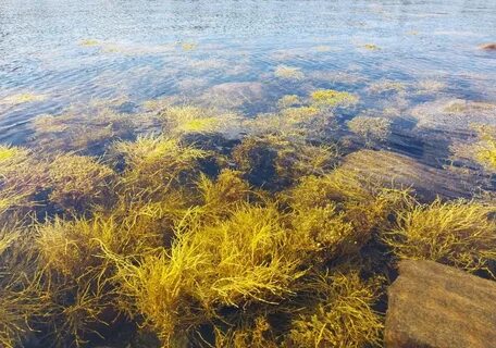 Бурые водоросли белого моря