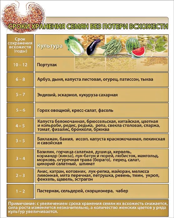 При какой температуре прорастает капуста. Срок годности овощных семян таблица. Срок годности семян свеклы для посадки. Сроки всхожести семян овощей таблица. Сроки прорастания семян таблица овощей.