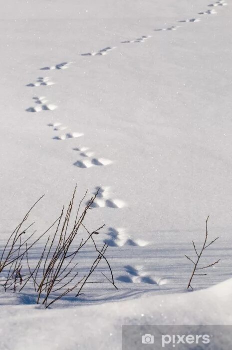 Следы зайца заячьи следы. Следы зайца на снегу. Заячий след на снегу направление. Заячьи следы на Глубоком снегу.