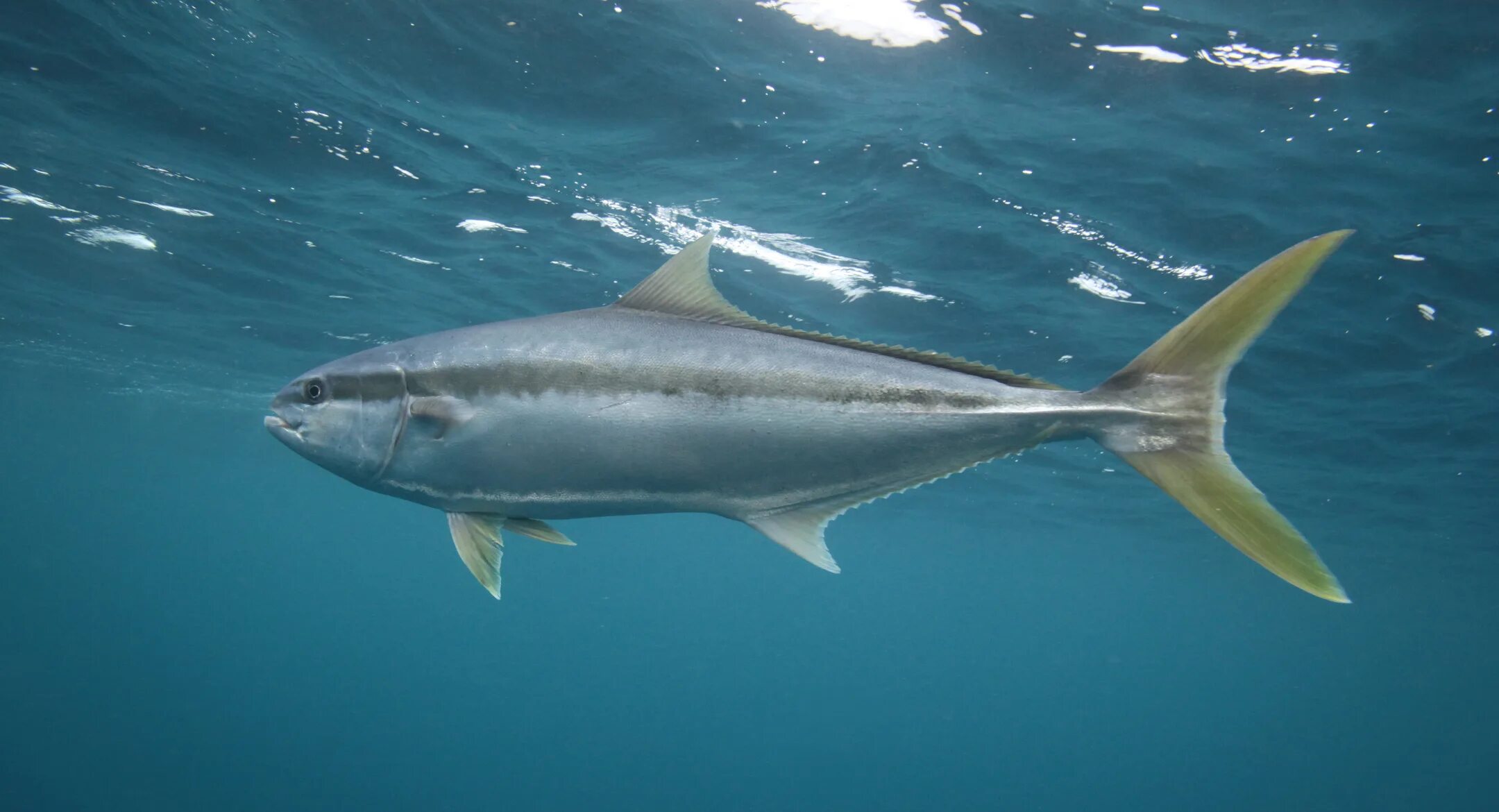 New zealand fish. Экзотические рыбы австралии. Кумжа со смитом. Тунец лакедра желтохвост. Famous new zealand fish.