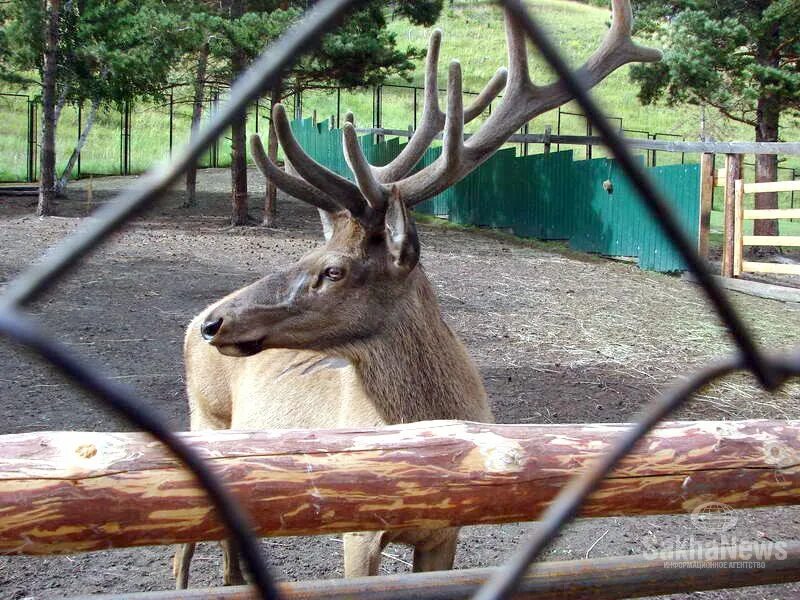 Зоопарк орто дойду якутск медведь белый. Республиканский зоопарк «орто дойду». Зоопарк якутск. Парк орто дойду в якутске. Якутский зоопарк якутия.