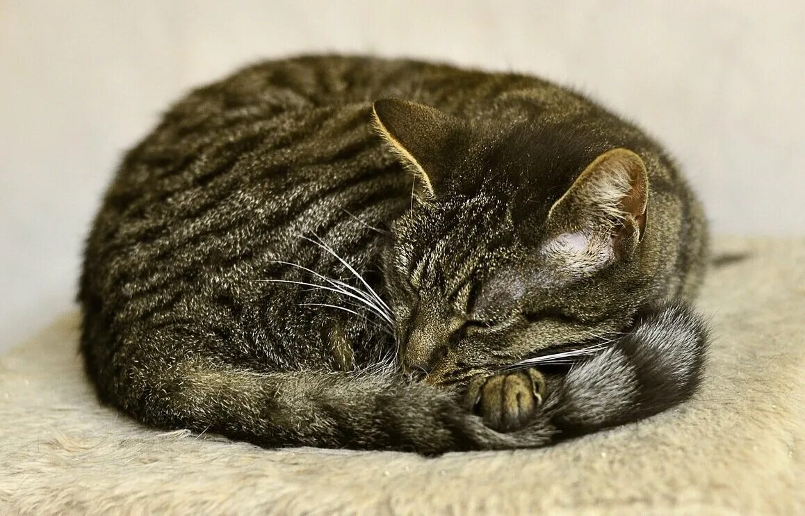 Киса мурка. Азиатская табби кошка. Европейская короткошерстная табби рыжий. Кот лежит клубочком. Кошка свернулась клубочком.
