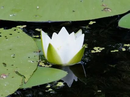 Сенбі түні порно