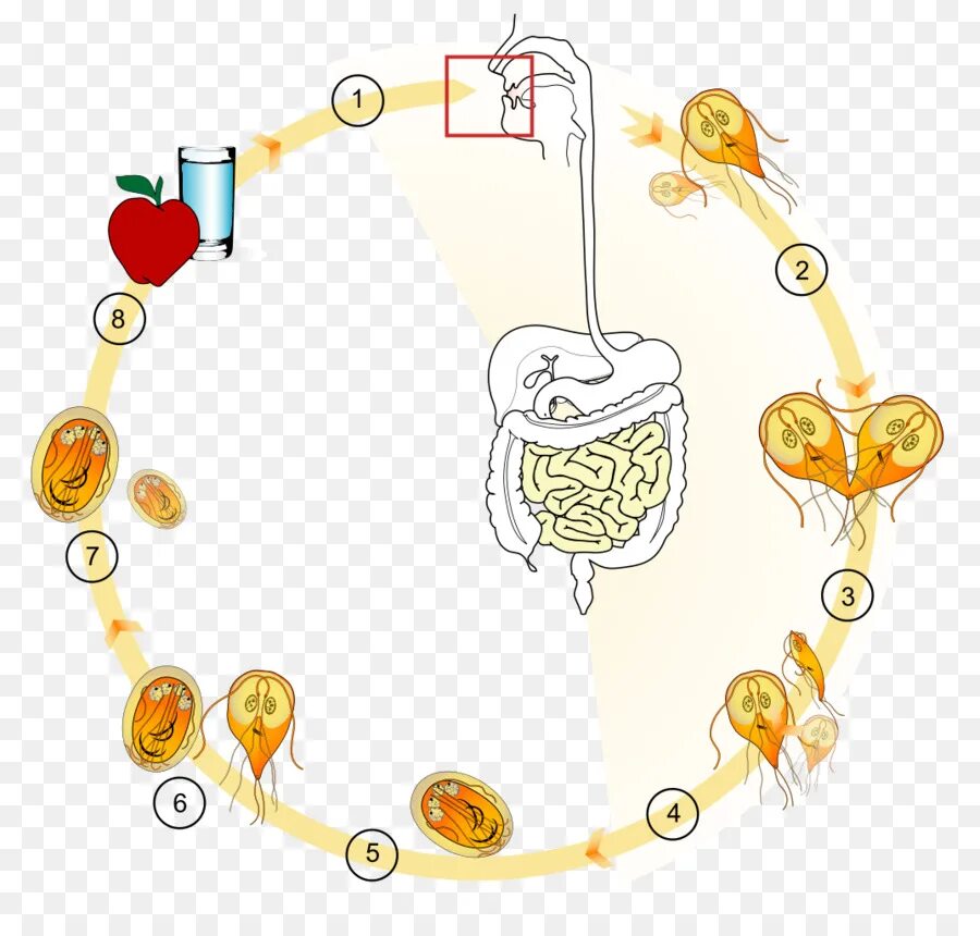 Цикл развития кишечной лямблии. Лямблия цикл развития. Цикл развития лямблии схема. Жизненный цикл лямблии кишечной схема.