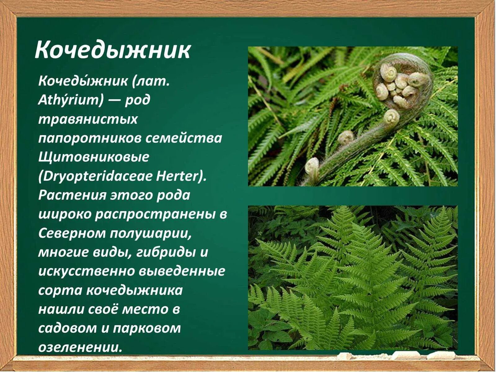 Папоротники конспект. Папоротники конспект