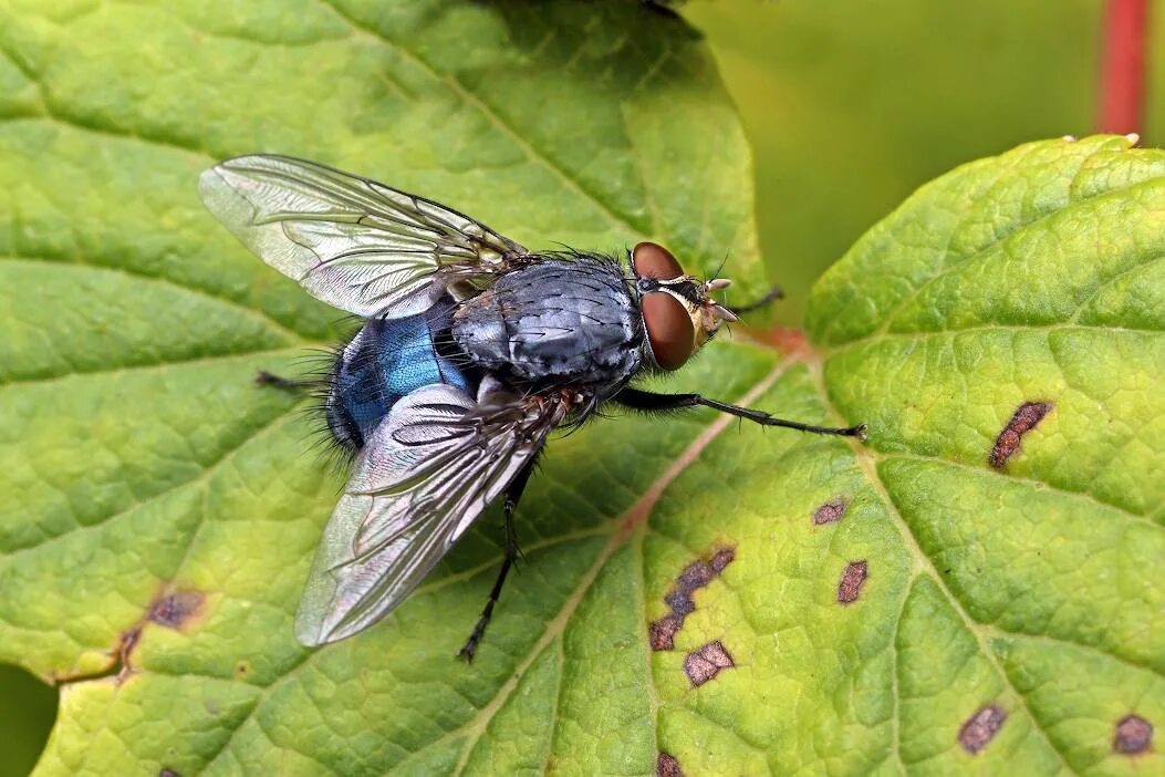 Сайт мух. Синяя мясная Муха Calliphora. Муха синяя мясная (Calliphora uralensis). Синяя падальная Муха. Навозная Муха.