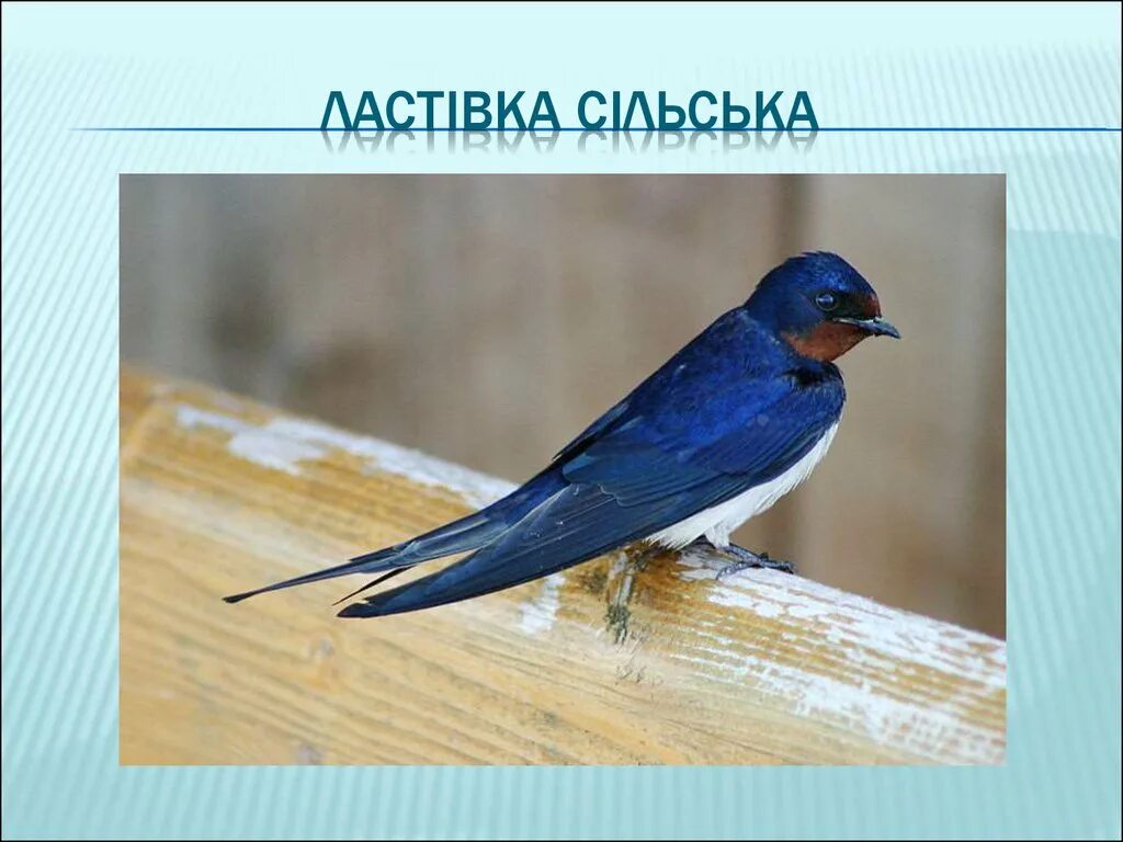 Информация о ласточке. Деревенская ласточка описание. Ласточка кратко. Деревенская ласточка описание. Городская ласточка.