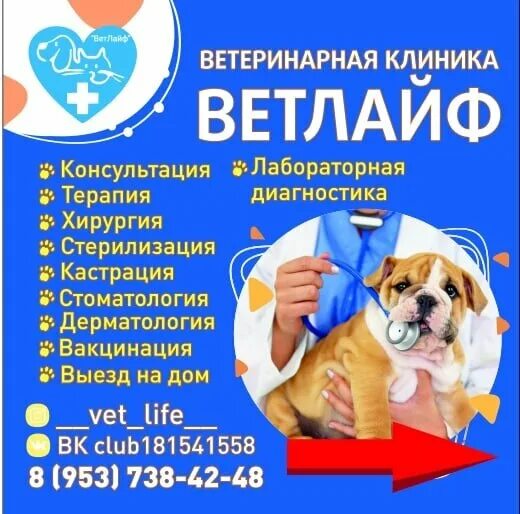 барбоскин котлас ветлечебница