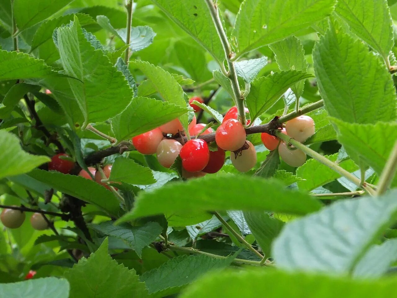 Ягоды сакуры. Сакура плодоносит. Сакура съедобная. Плоды Сакуры японской. Сакура дерево плоды.