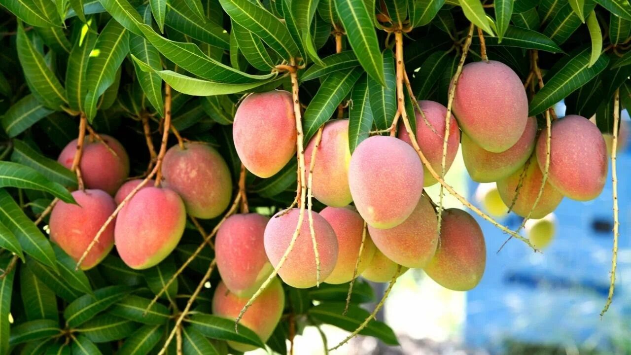 Манго фрукт дерево. Дерево манго манговое дерево. Дерево манго в природе. Манго индийское растение.