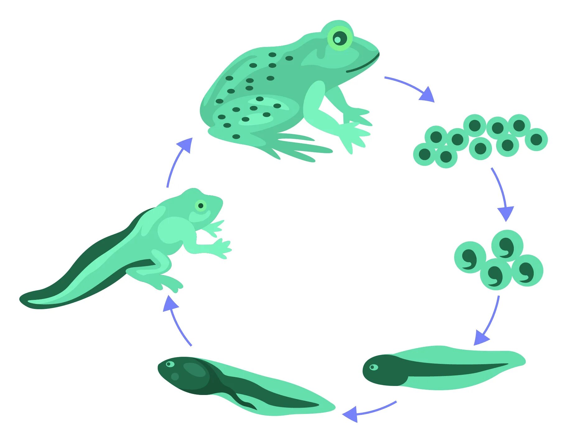 Цикл развития лягушки. Стадии развития лягушки. Эволюция лягушки из головастика. Схема развития лягушки.