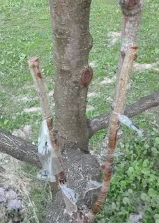 Можно ли привить абрикос