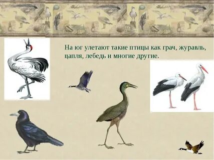 Неприкосновенные птицы лебедь и грачи