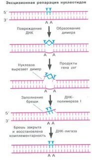 Что значит репарация тканей