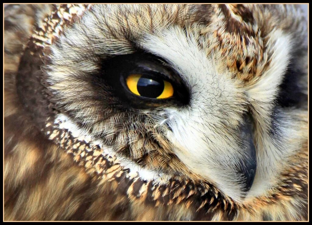Птичьи глазки. Глаз птицы. Глаз Сокола. Зрачок Совы. Глаза Совы.
