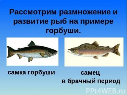 Горбуша мальчик или девочка как определить