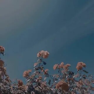 Aesthetic tollan