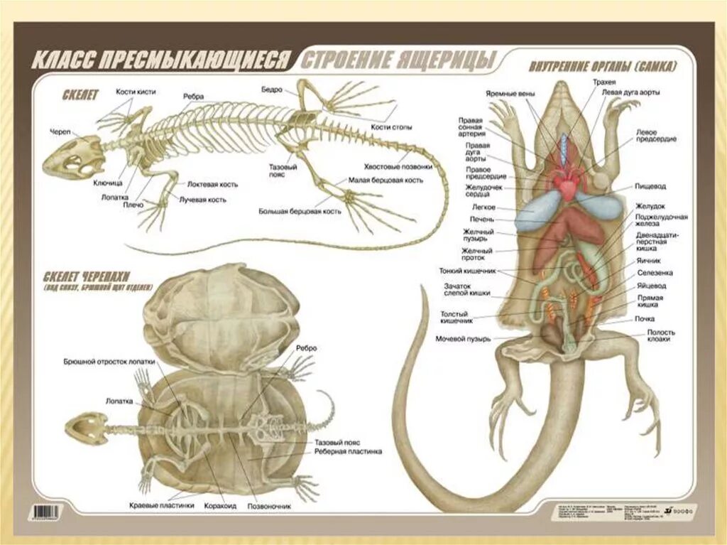 Схема рептилий. Пресмыкающиеся внешнее и внутреннее строение. Пресмыкающиеся внутреннее строение 7. Внутреннее строение пресмыкающихся ЕГЭ. Класс пресмыкающиеся внутреннее строение ящерицы.