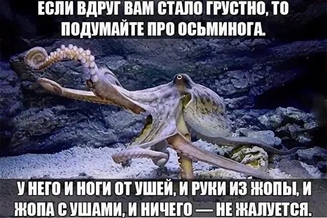 Высказывания про осьминога. Анекдот про осьминога. Подумайте про осьминога. Подумайте про осьминога. Подумайте про осьминога.