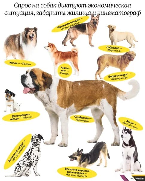 Строение внутренних органов собаки схема. Экстерьер туловища собаки. Стандарт породы сибирский хаски рост. Холка,круп у собаки. Холка собаки анатомия.