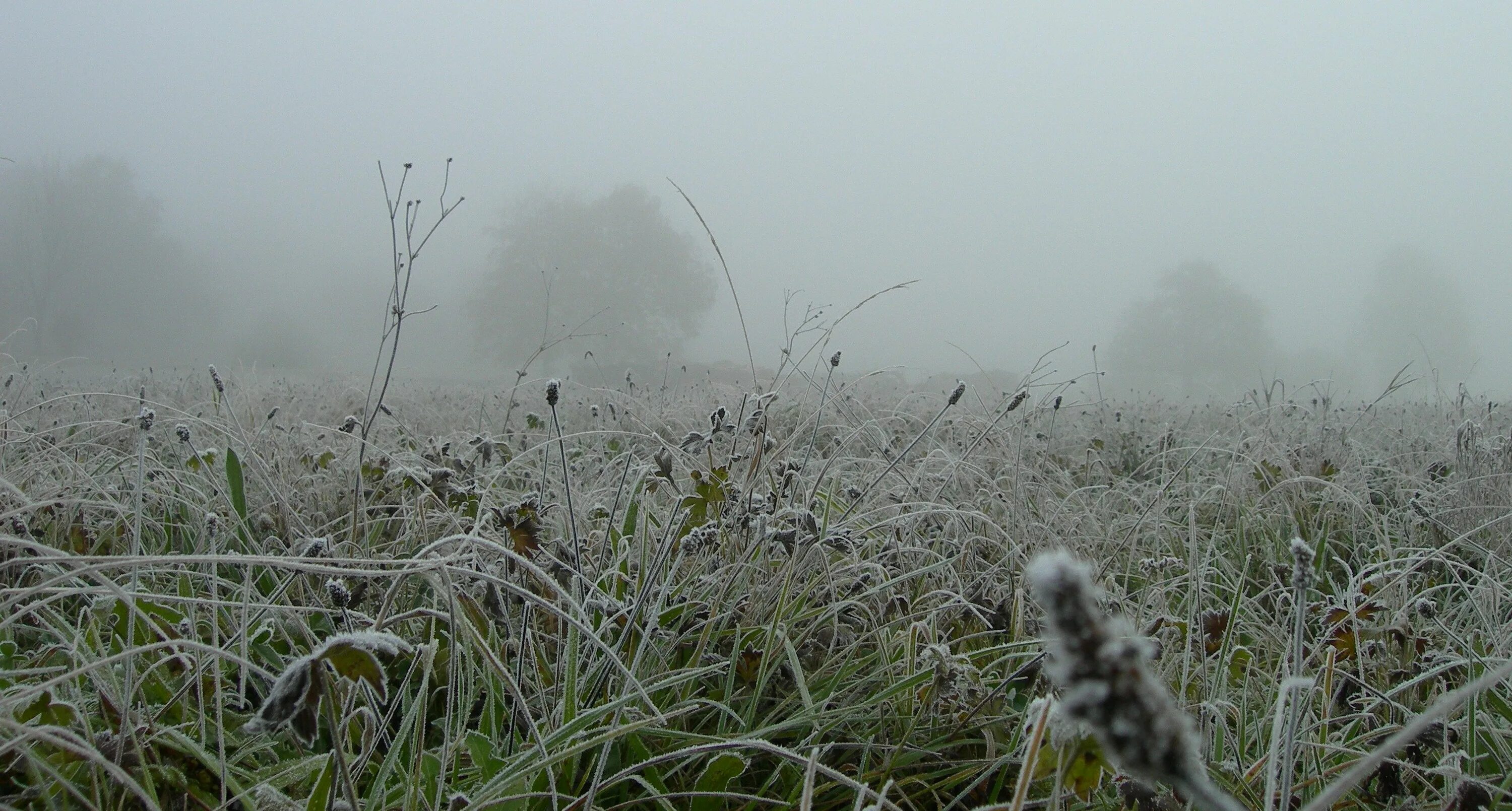 Поле в тумане. Луг туман. Туман над травой. Кусты в тумане. Голодный ветер