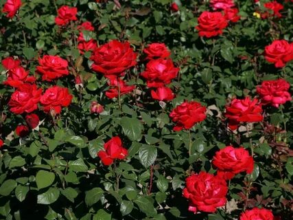Grand rose