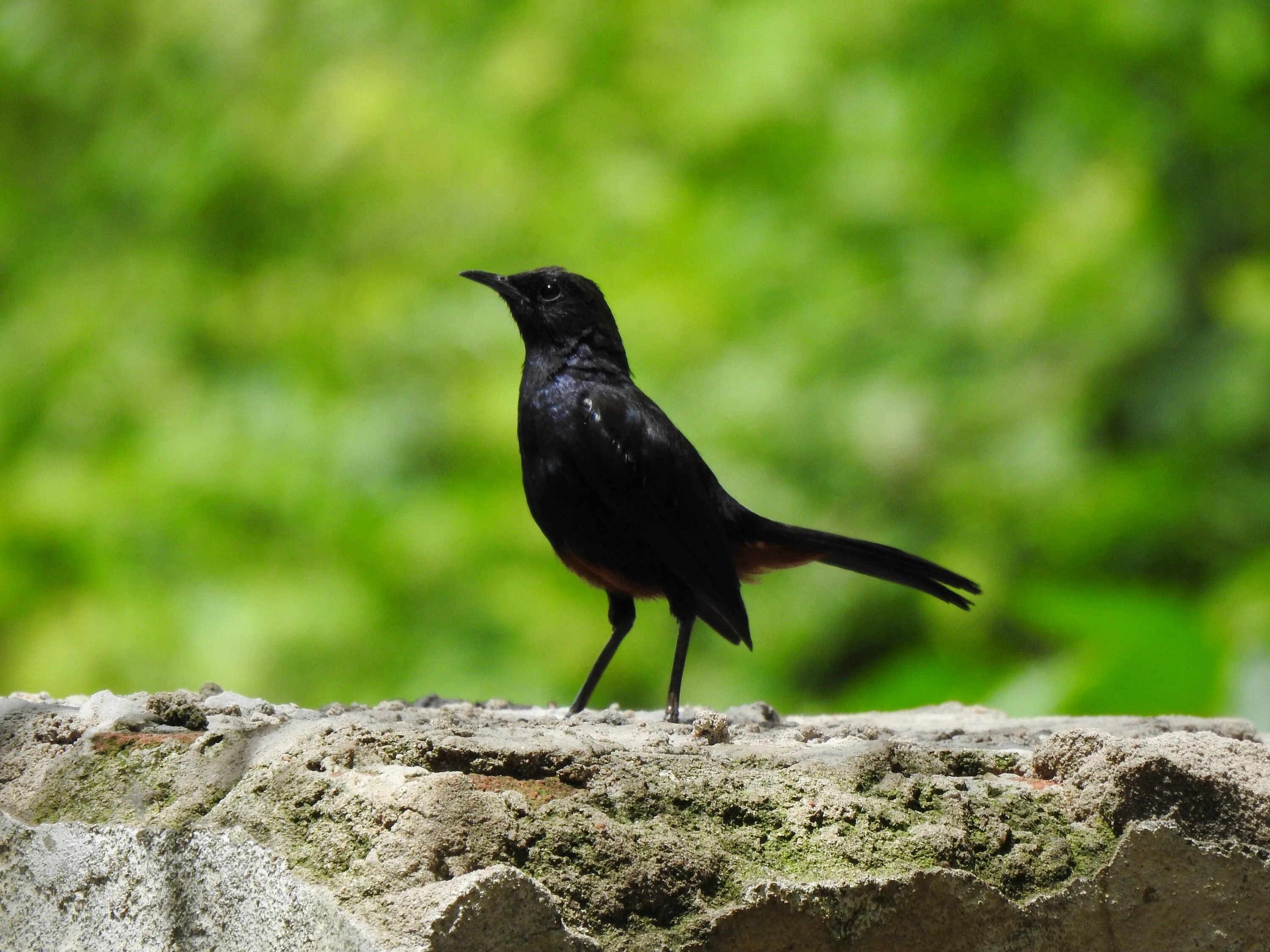 Небольшая черная птица
