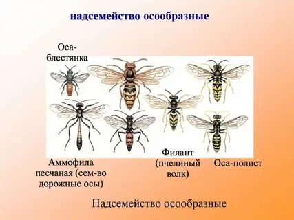 Пчелы морфологический