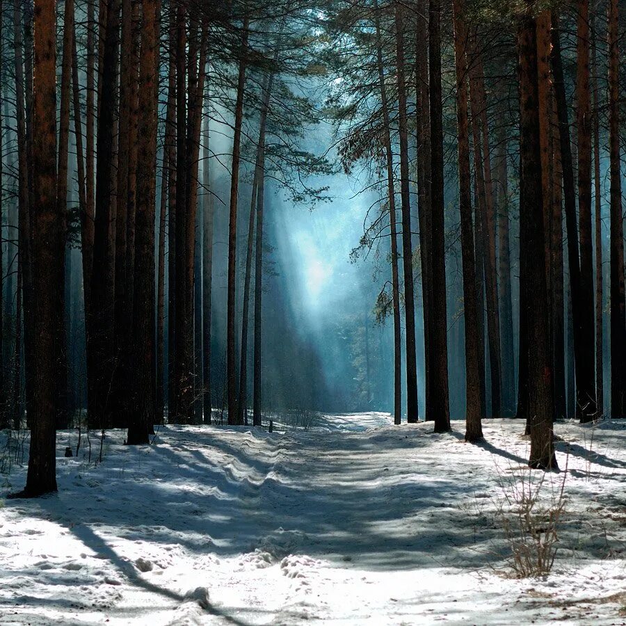 Полна тайн хмурая тишина зимнего. Зимний лес. Зимой в лесу. Таинственный зимний лес. Зимние леса.