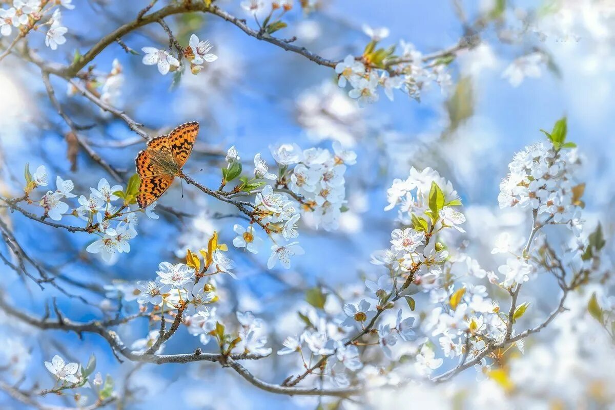 Весенние цветы. Весенняя природа.