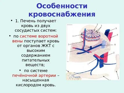 Кровообращение печени